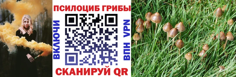 Псилоцибиновые грибы Psilocybe  Осинники 